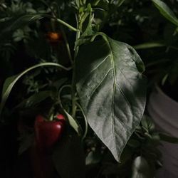 Red Orange Bell Paper Plant 