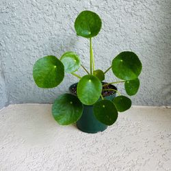 Pilea Peperomioides Plant 