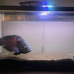 30 Gallon Fish Tank  