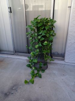 Pothos Plant
