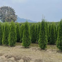 Privacy Tree Sale FREE DELIVERY! Emerald Green & Green Giants 