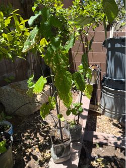 Pakistan mulberry plants