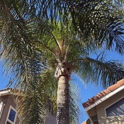 Two Mature Palm Trees FREE!!!