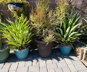 🪴GORGEOUS PLANTS 🪴