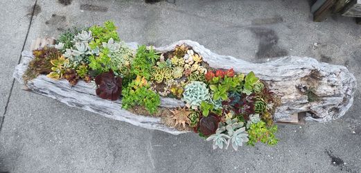 Live driftwood succulents arrangement