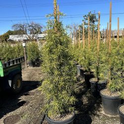 Podocarpus Privacy Hedge