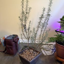 3 Year Old Rosemary Plant