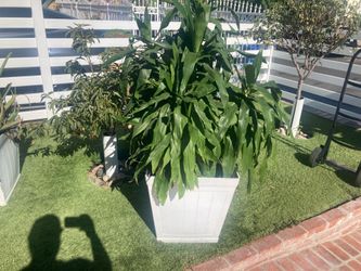 Dracaena plant in a plastic pot