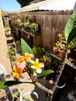 Plumeria rainbow  color 36" Tall