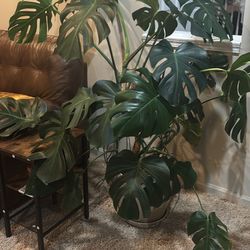 Large Monstera Plant