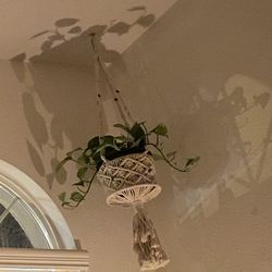 Plant Ceiling holders