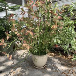 4ft Variegated Pedilanthus  (Devil’s Backbone)