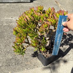Crassula Ovata Gollum Succulent Plant 