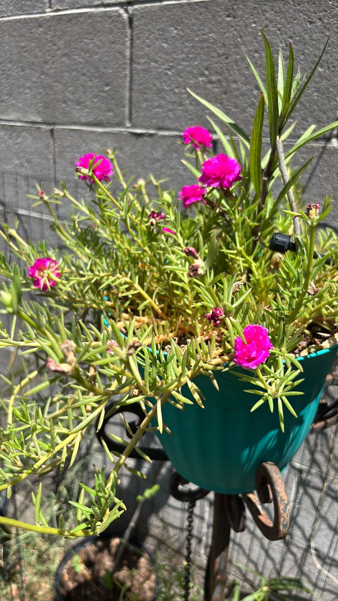 Sun Roses Plant