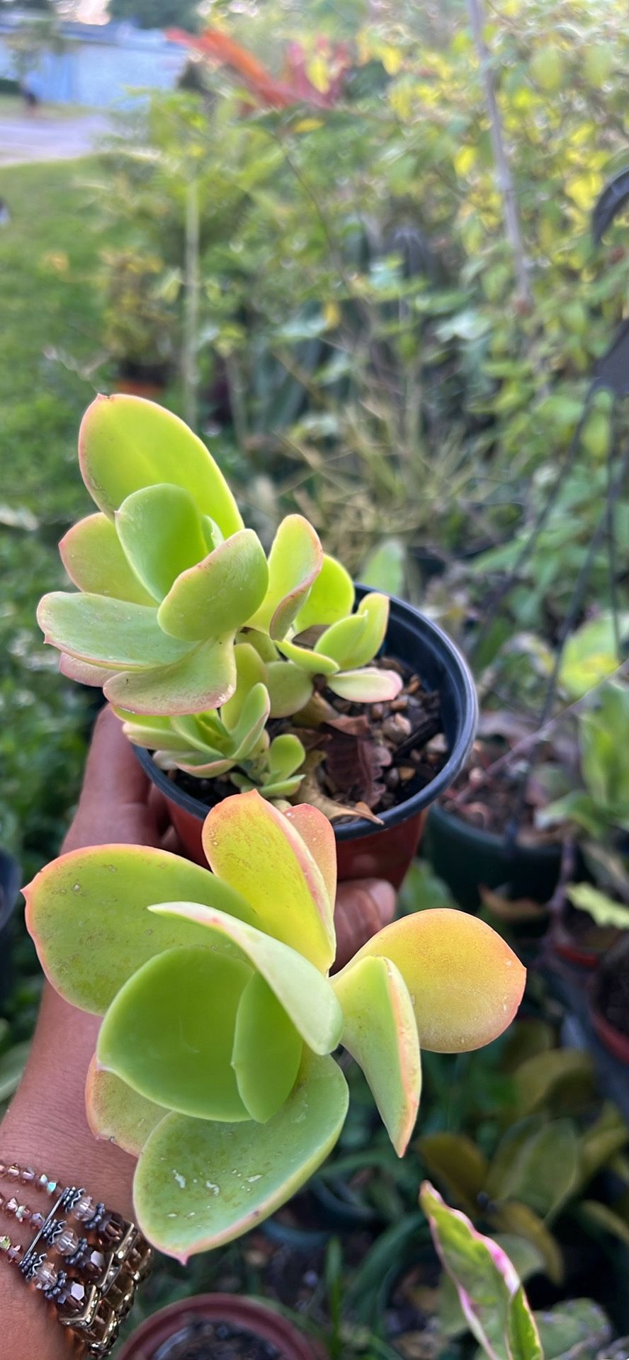 Echeverría Pallida Succulent 4” Huge Growing