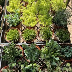 Succulent And Cactus Plants In Covina