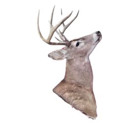 Vintage Whitetail Deer Shoulder Mount Taxidermy Buck Wall Decor