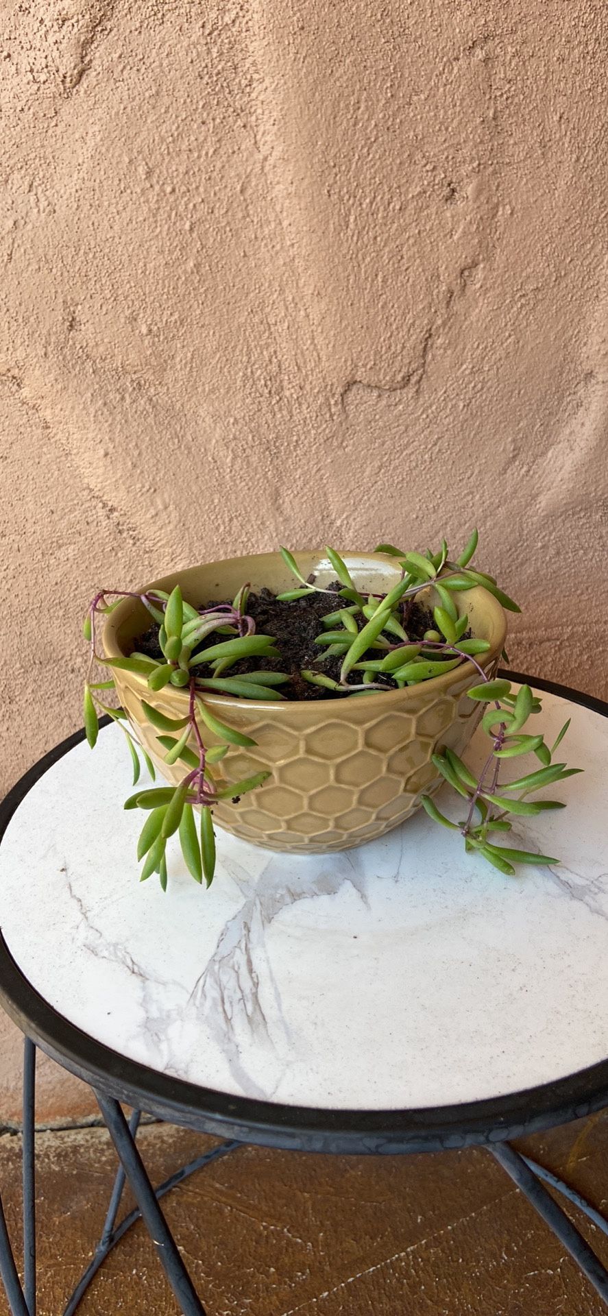 Ruby  Necklace Plant