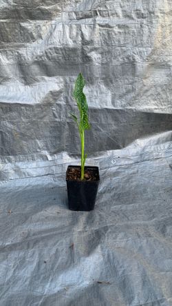 Dieffenbachia Dumb Cane plant. 