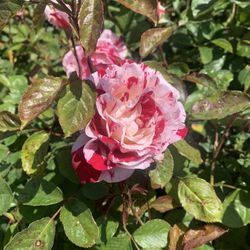5 Gl Rose Bush