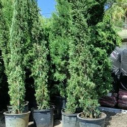 Cedars Italian Cypress, Topiary Design Shrubs, Palm trees and Flowering Plants. Let Us Help Build Your Garden