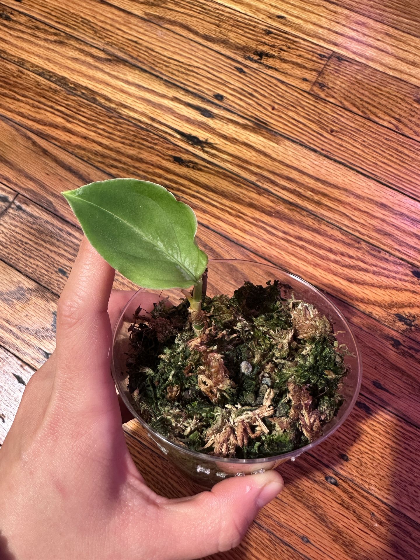 Aglaonema Pictum Tricolor Juvenile Plant