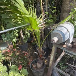 Palm Tree 