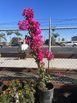 Bougainvillea 
