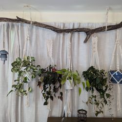 non toxic indoor house plants Pet-Friendly Houseplant Bundle main image 0