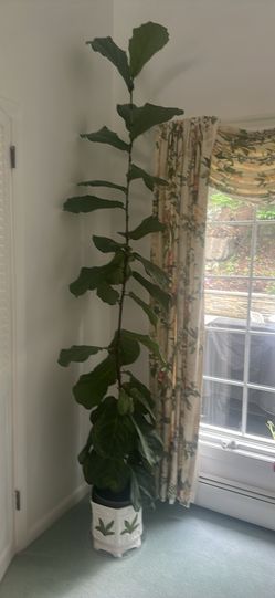 Plant