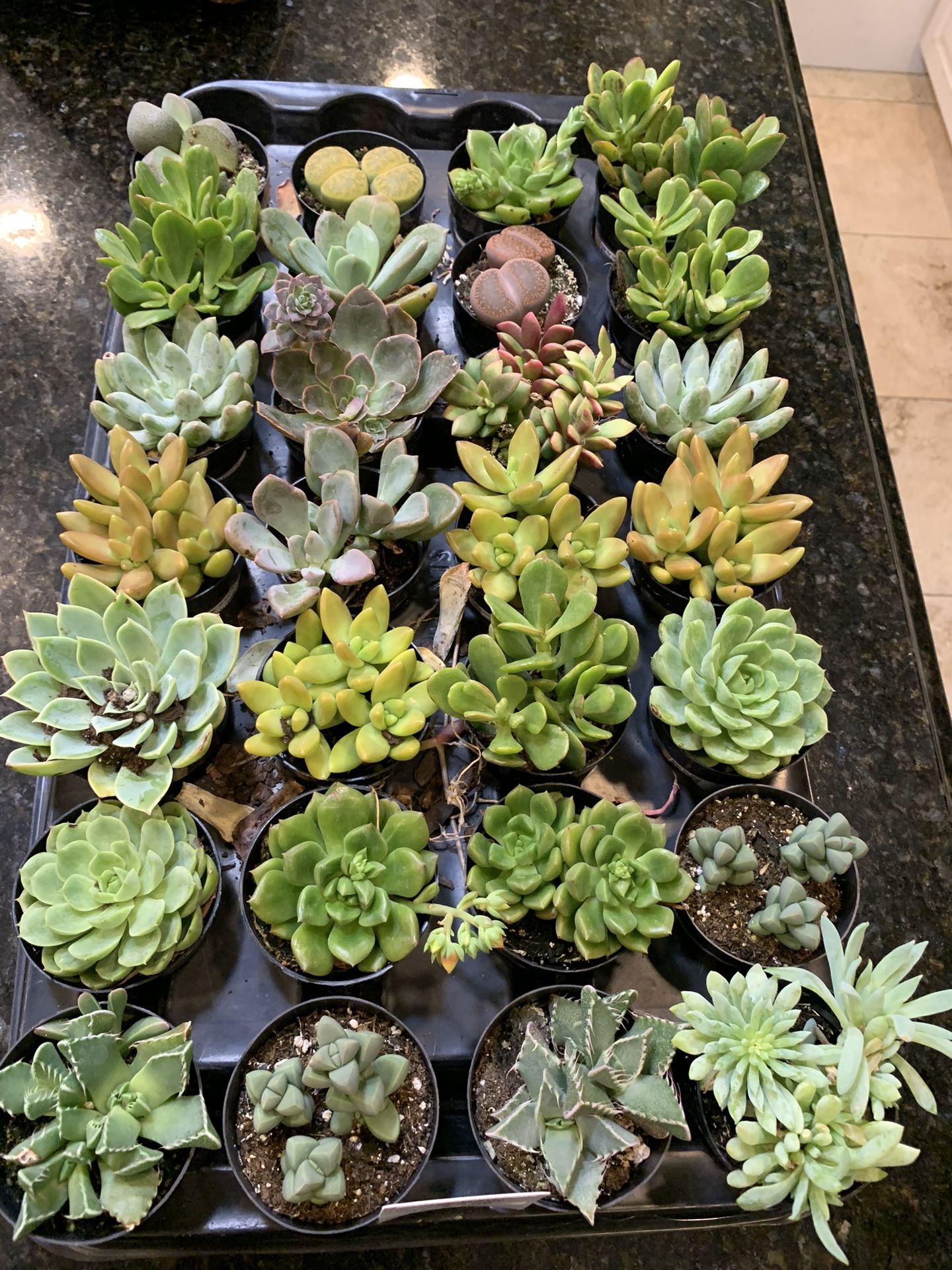 Succulent Plants Only 3 Each