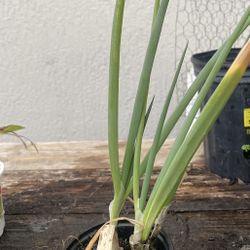 Green Onion Scallion Plant