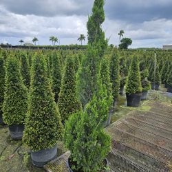 Topiary Cone Spiral Balls Pompom 