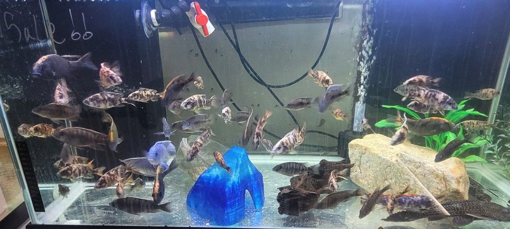 Fish Tank Stuff