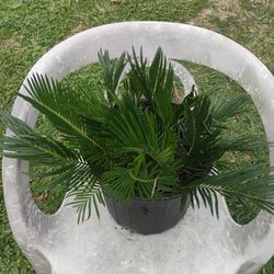 Sago Palm 