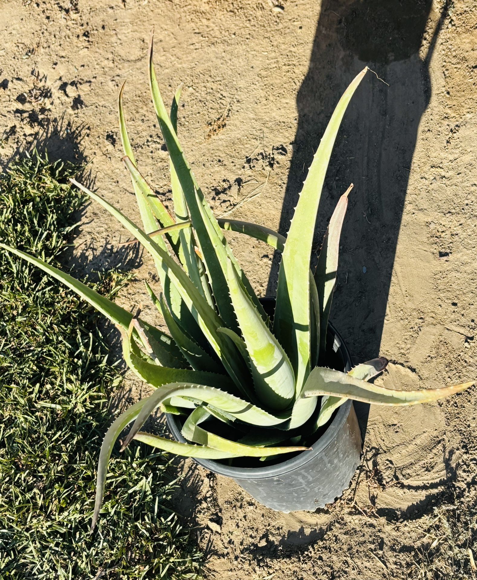 Aloe Vera Plant / Sábila