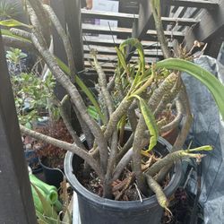 Plumeria Plant Large Pot $40