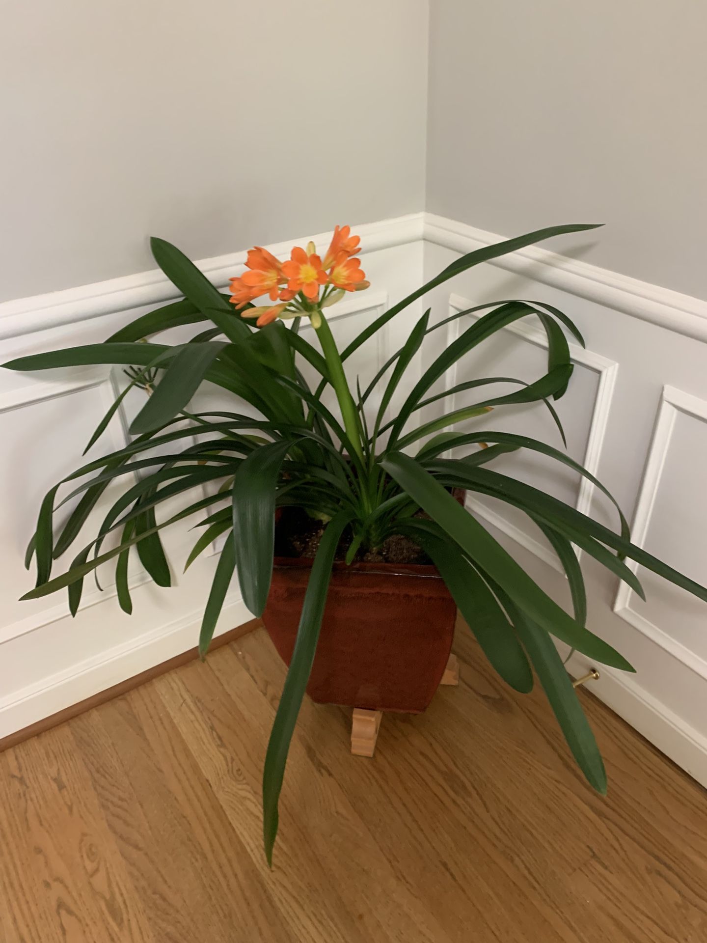 Cailiva Plant Only No Pot
