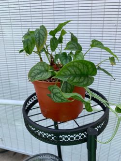 Monstera Siltepecana