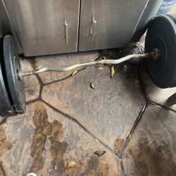 Curl Bar 