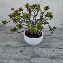 Bonsai Jade Succulent Plant 