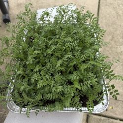 Organic Chickpea Microgreens Tray. Nutrition Powerhouse
