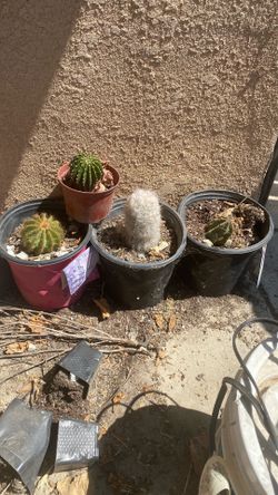 Cactus Plants $10