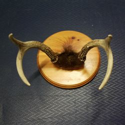 Deer Antlers on wooden Wall Plate