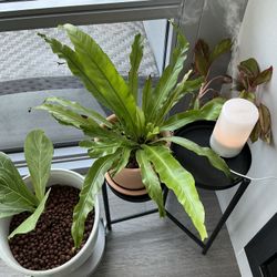 🌿 Bird’s Nest Fern in Terracotta Pot – Grown in LECA – Pest Free