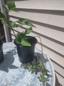 Blackberry bush with blackberries
