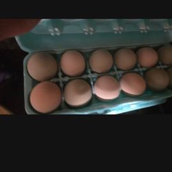 Egg