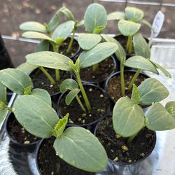 Boston Pickling Cucumber plant