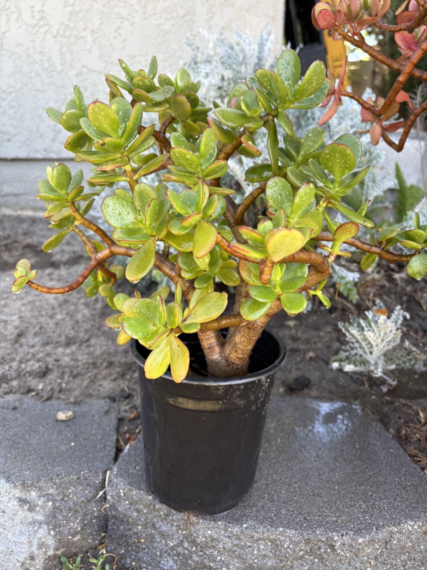 Healthy Jade Plant 