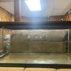 40 Gallon Tanks